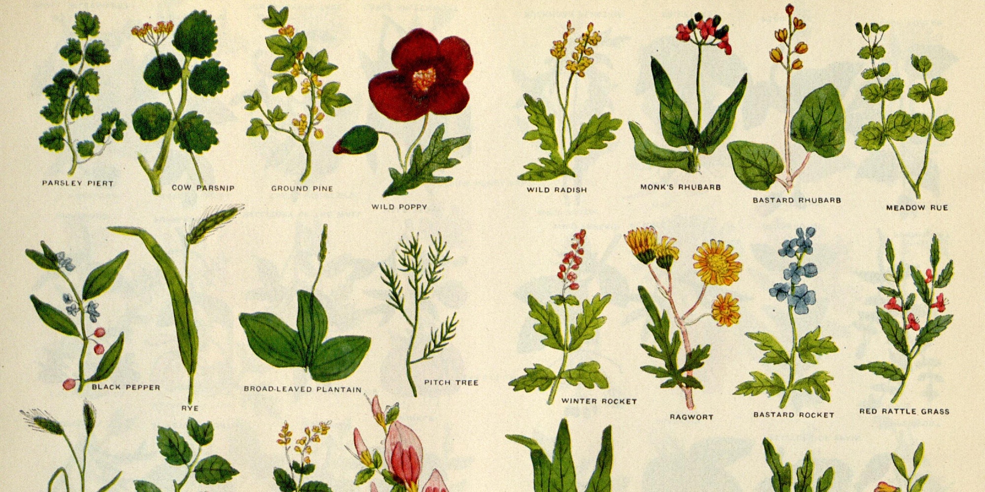Herbal Medicines – A talk