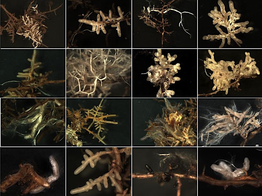 Ancient Associations: Mycorrhizas in changing forests