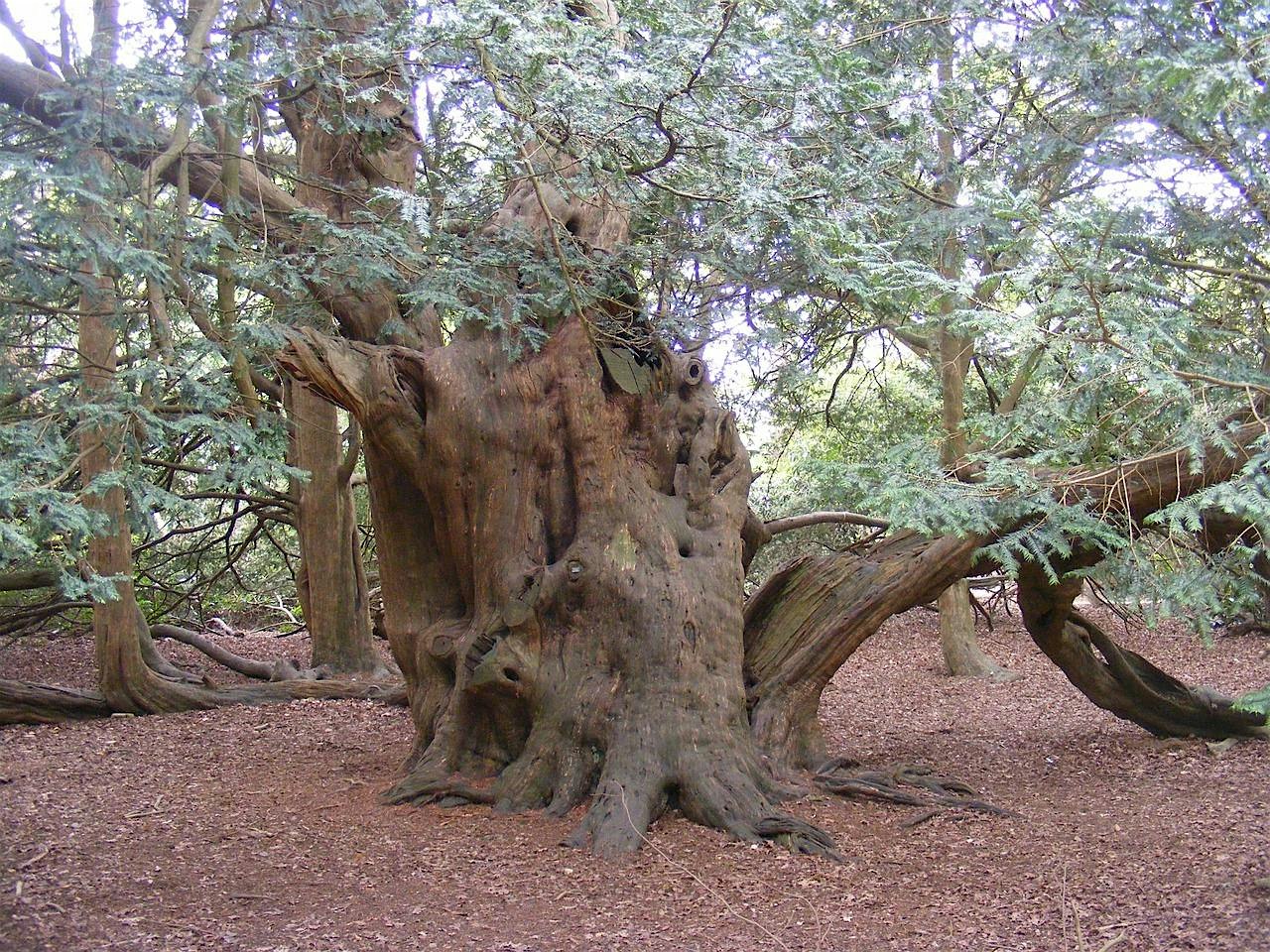 The Mystery of the Yew (online talk)