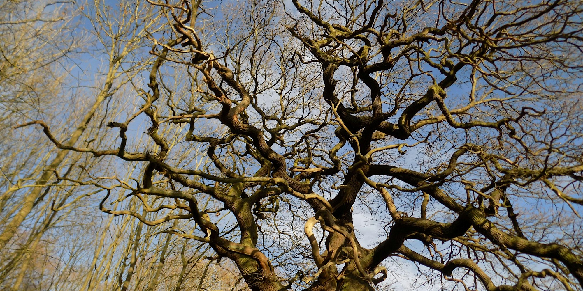 Brockwell Park Trees: Histories and Ecologies