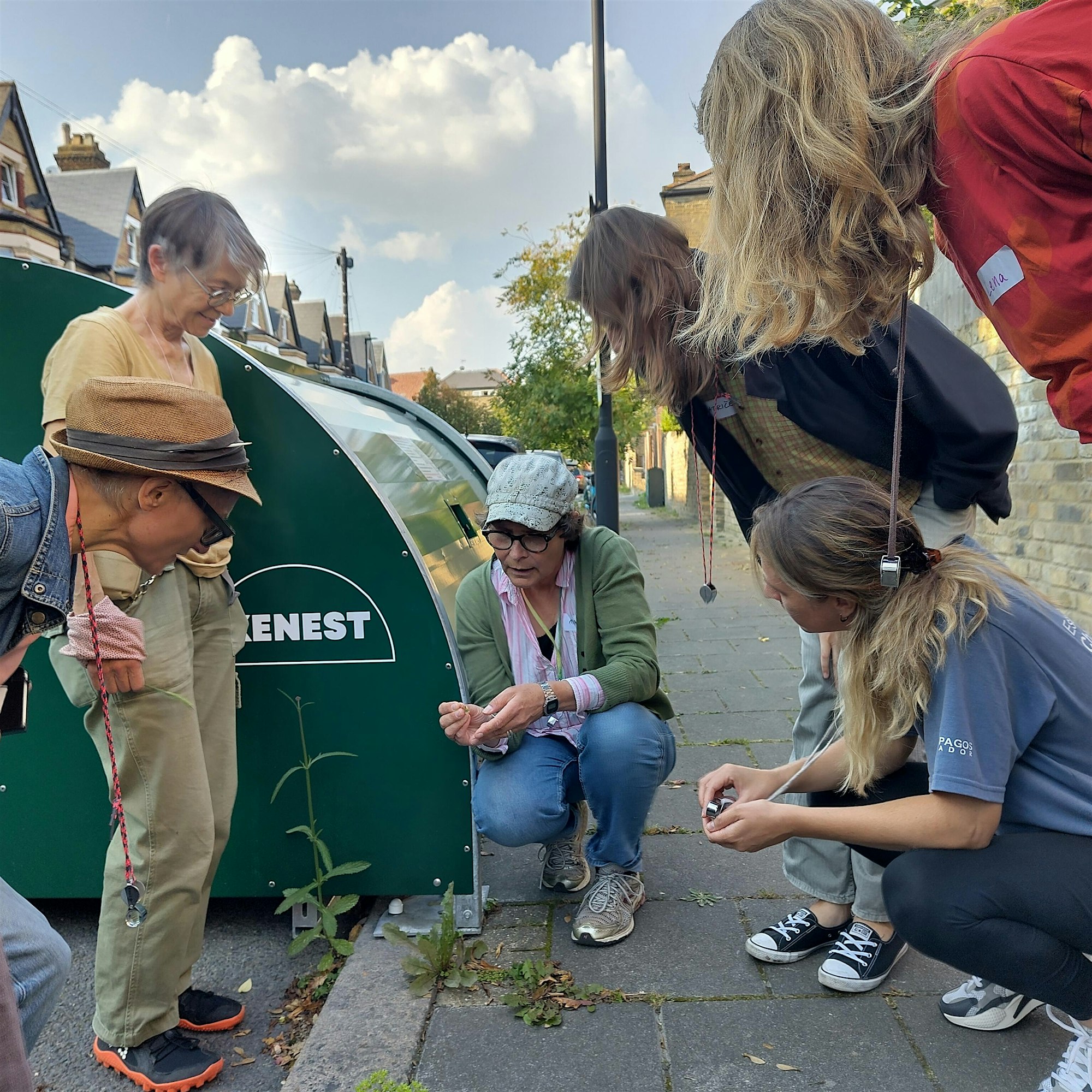 Identifying pavement plants: botany for beginners