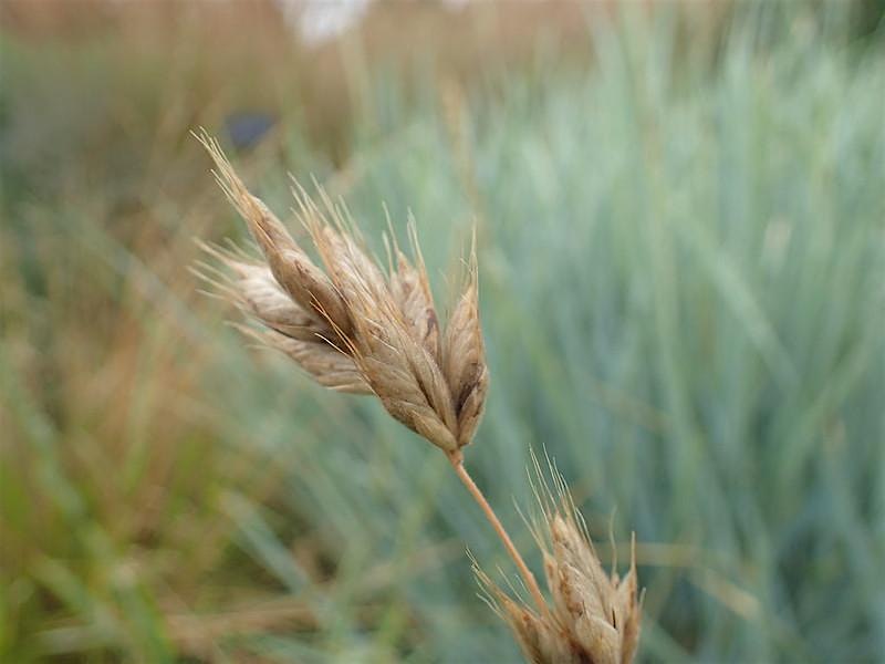 Grasses under the microscope