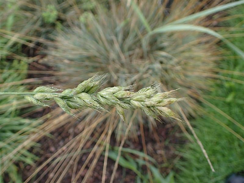 Grasses Identification workshop